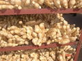 2024 new crops  AIR DRIED GINGER 12