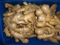 2024 new crops  AIR DRIED GINGER 14