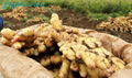 2024 new crops  AIR DRIED GINGER 20