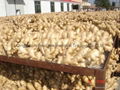 FRESH AIR DRIED GINGER