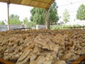 FRESH AIR DRIED GINGER