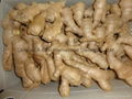 FRESH GINGER /JUMBO GINGER 3