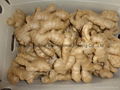 FRESH GINGER /JUMBO GINGER