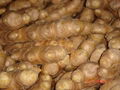  HIGH QUALITY FRESH AIR DRIED GINGER 10