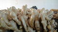  HIGH QUALITY FRESH AIR DRIED GINGER