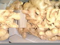 2024 NEW FRESH AIR DRIED GINGER 8