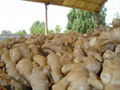 2024 NEW FRESH AIR DRIED GINGER 12