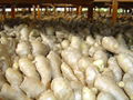 2024 CROP FRESH AIR DRIED GINGER 7