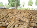 2024 CROP FRESH AIR DRIED GINGER 10