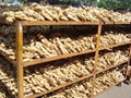 2024 CROP FRESH AIR DRIED GINGER 9