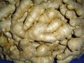 2024 CROP FRESH AIR DRIED GINGER 12