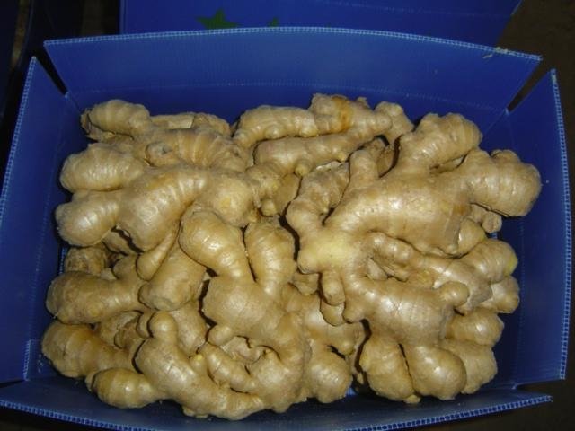 2023 BIG SIZE AIR DRIED GINGER