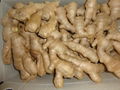 2024 BIG SIZE AIR DRIED GINGER