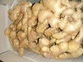 2024 BIG SIZE AIR DRIED GINGER