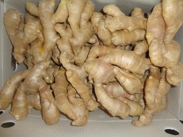 2023 BIG SIZE AIR DRIED GINGER 2