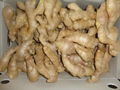 2024 BIG SIZE AIR DRIED GINGER 2