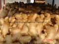 2024 BIG SIZE AIR DRIED GINGER 14