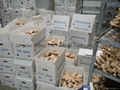 2025 BIG SIZE AIR DRIED GINGER 12