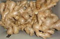  HIGH QUALITY AIR DRIED FRESH GINGER 5