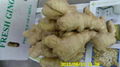  HIGH QUALITY AIR DRIED FRESH GINGER