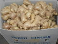  HIGH QUALITY AIR DRIED FRESH GINGER 10