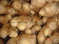  HIGH QUALITY AIR DRIED FRESH GINGER 19