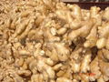  HIGH QUALITY AIR DRIED FRESH GINGER 20