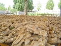 FRESH SEMI AIR DRIED GINGER