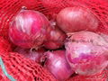 FRESH RED ONION