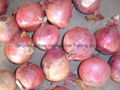 FRESH RED ONION 11