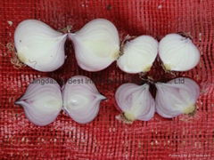 FRESH RED ONION