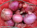 FRESH RED ONION 9