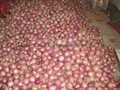 FRESH RED ONION