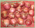 FRESH RED ONION 12