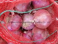 FRESH RED ONION 15