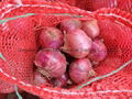 FRESH RED ONION 17