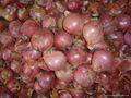 FRESH RED ONION 18