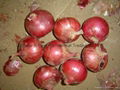 FRESH RED ONION 19