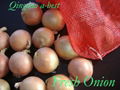 FRESH YELLOW ONIONS 9