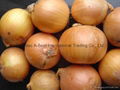 FRESH YELLOW ONIONS 13