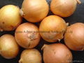 FRESH YELLOW ONIONS 12