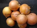 FRESH YELLOW ONIONS 14