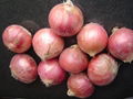 FRESH RED ONION 9