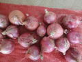 FRESH RED ONION 12