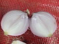 FRESH RED ONION