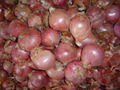 FRESH RED ONION