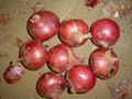 FRESH RED ONION 17