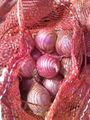 FRESH RED ONION 20