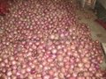 2022 NEW CROPS FRESH RED ONION 7
