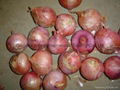 2022 NEW CROPS FRESH RED ONION 9